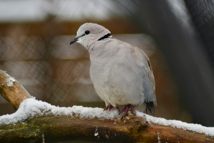 kaapse tortels (streptopelia capicola damarensis)