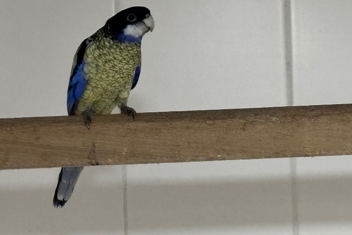 1-0 brownrosella