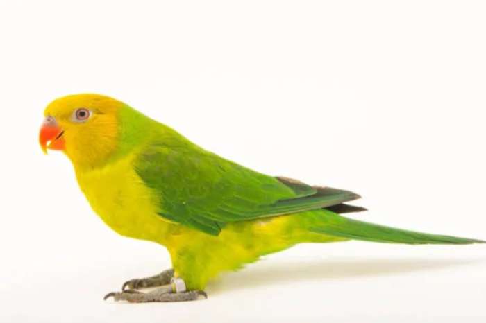 loriculus galgulus