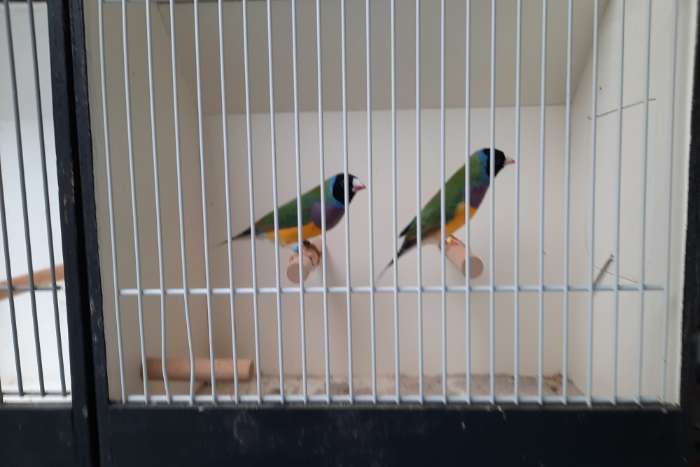 gouldamadines