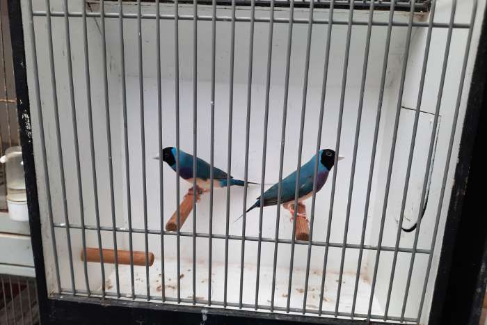 gouldamadines