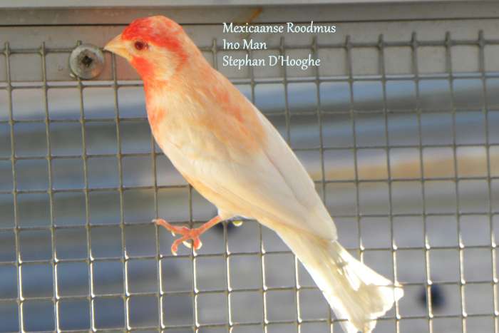 mexicaanse roodmussen split wit