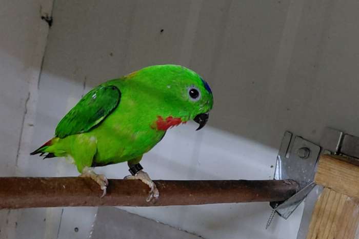 0-1 loriculus galgulus