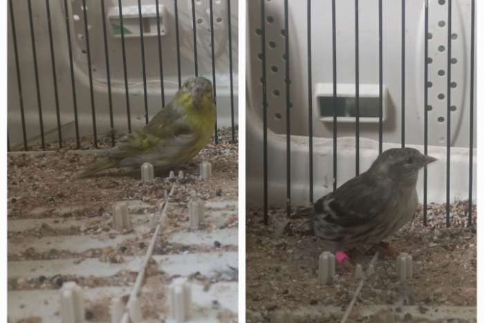 europese sijzen koppels en mannen ruil/koop