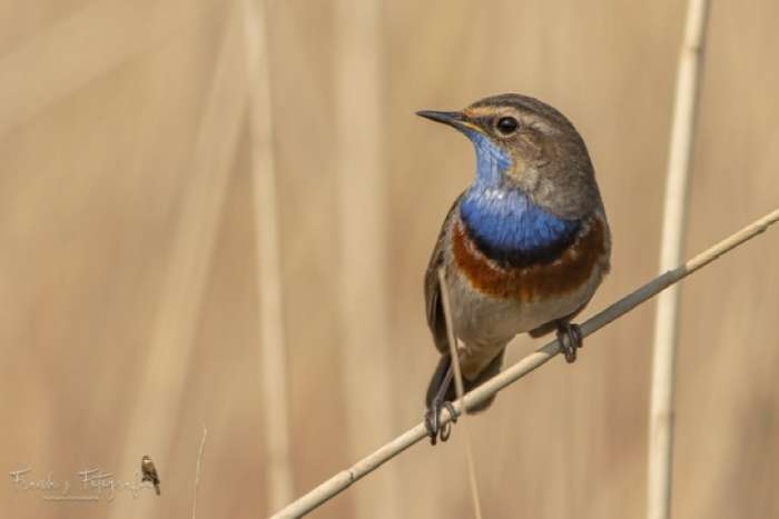 blauwborst