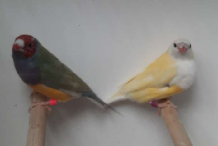 gouldamadines