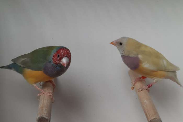 gouldamadines