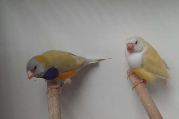 gouldamadines