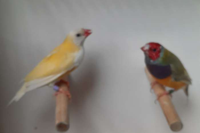 gouldamadines