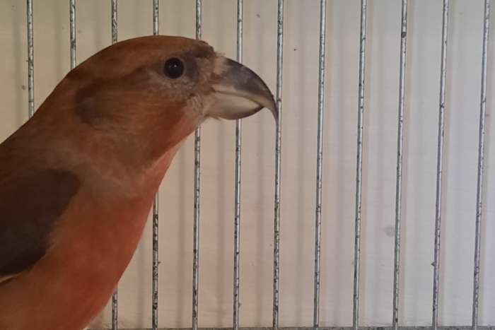 grote kruisbekken