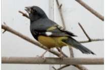 witvleugel appelvink man