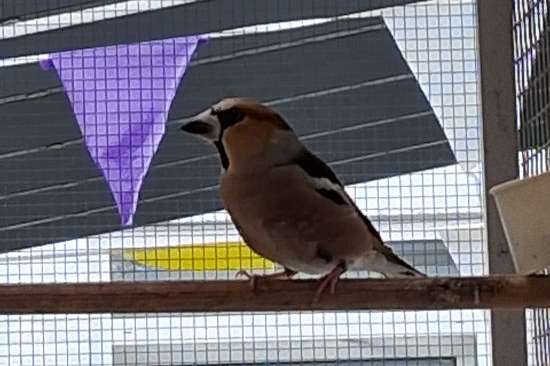 eur. appelvink