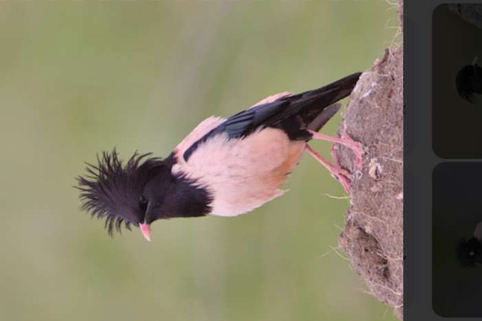 pastor roseus (roze spreeuwen)