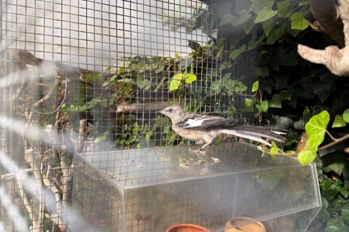 amerikaanse spotlijster ( mimus polyglottus)