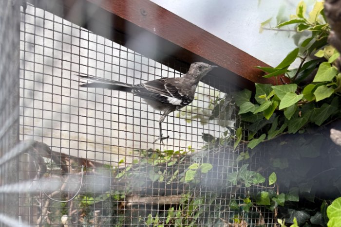 amerikaanse spotlijster ( mimus polyglottus)