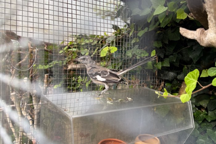 amerikaanse spotlijster ( mimus polyglottus)