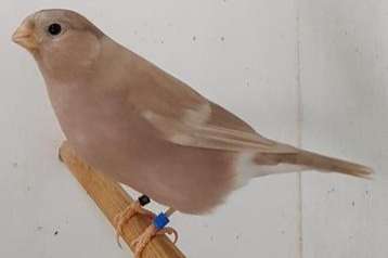 koppel bruinpastel gele goudvinken.