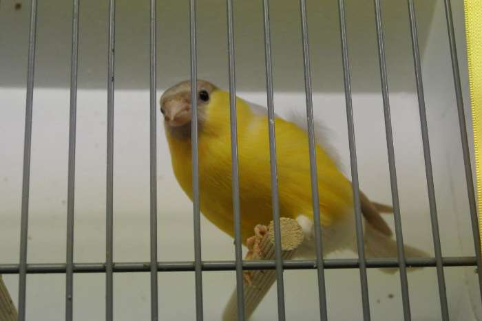 koppel bruinpastel gele goudvinken.