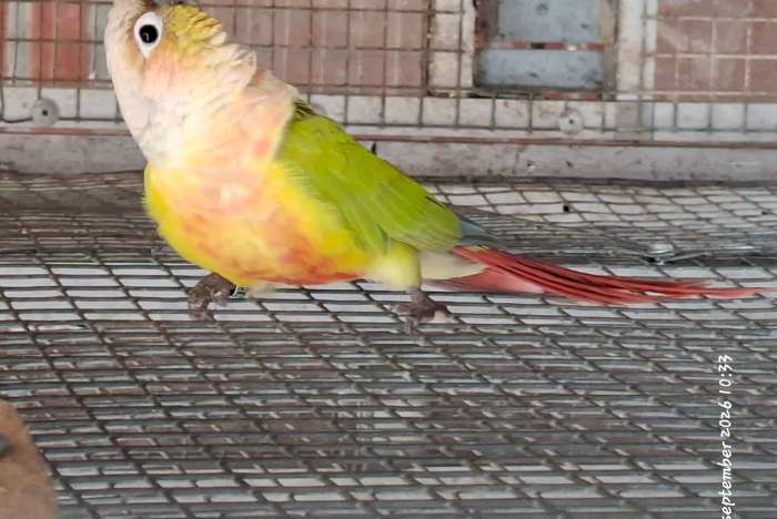 pyrrhura molinae