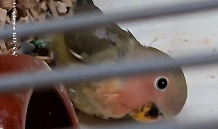 te koop 2 mooie agapornis roseicollis