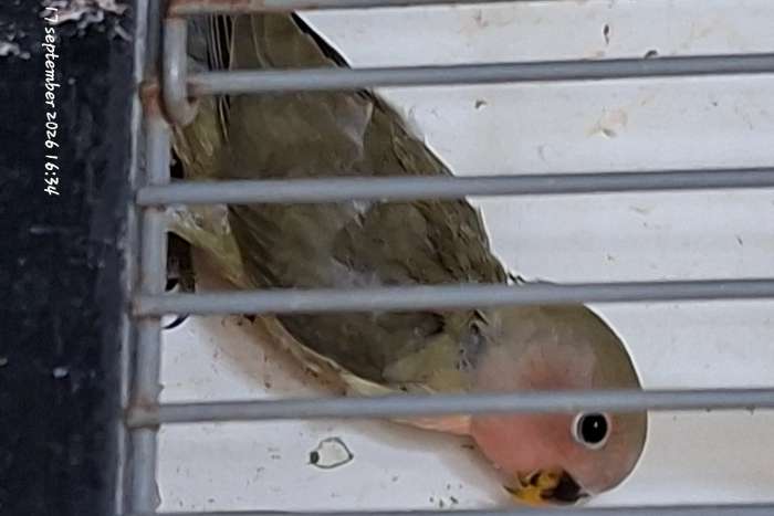 te koop 2 mooie agapornis roseicollis