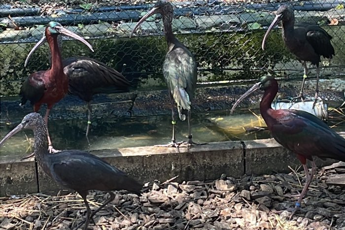 zwarte ibis