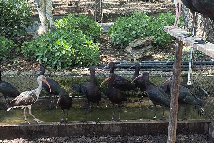 puna ibis