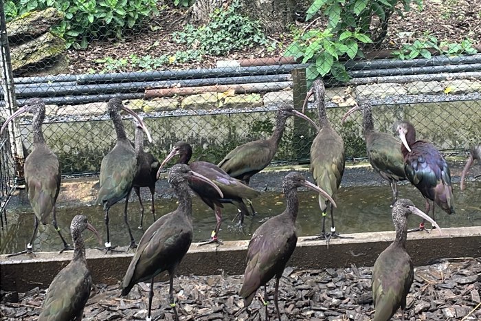 witgezicht ibis