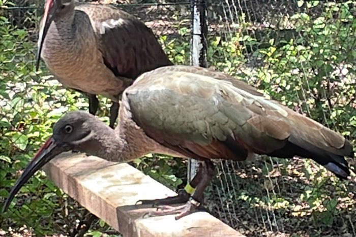 hagadach ibis