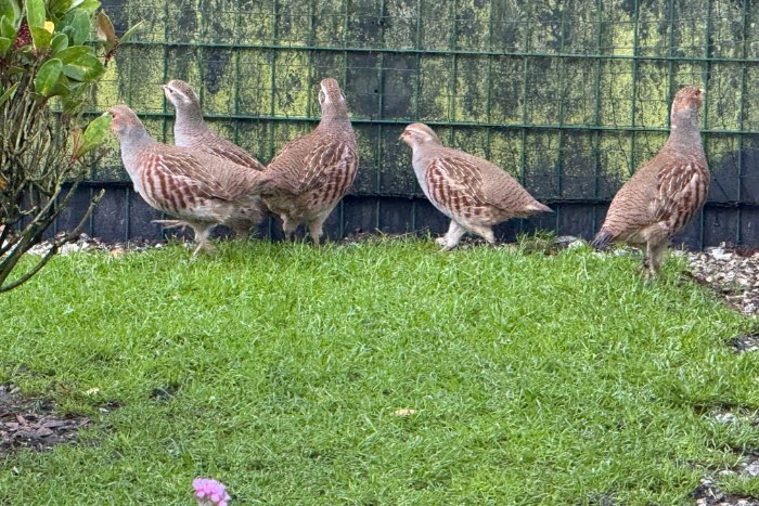 europese patrijzen perdix perdix