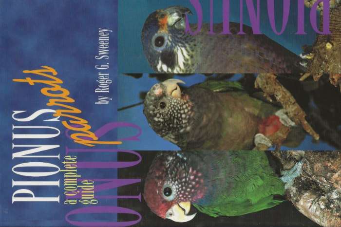 pionus parrots – a complete guide