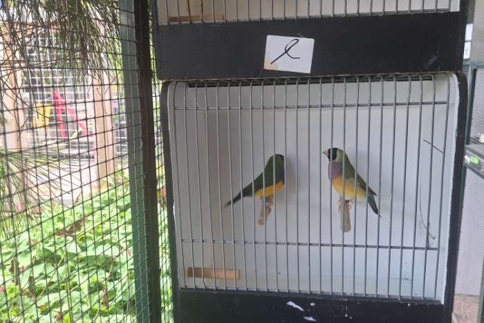 mooie natuurbroed gouldamadines te koop