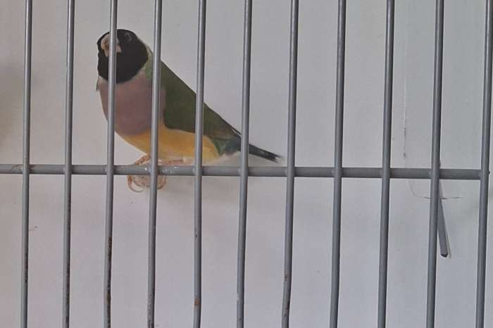 mooie natuurbroed gouldamadines te koop