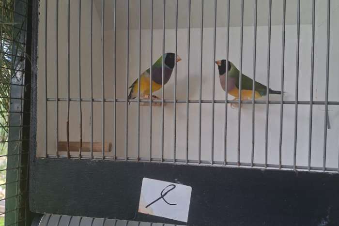 mooie natuurbroed gouldamadines te koop