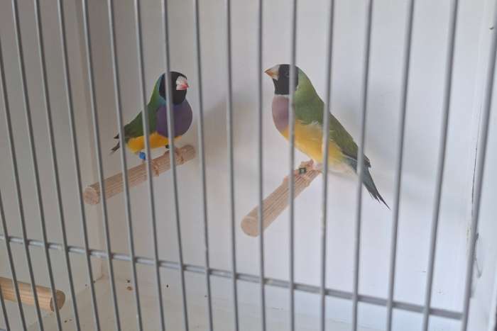 mooie natuurbroed gouldamadines te koop