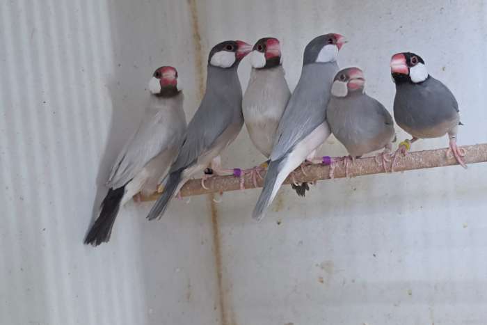 rijstvogels