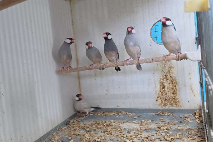 rijstvogels