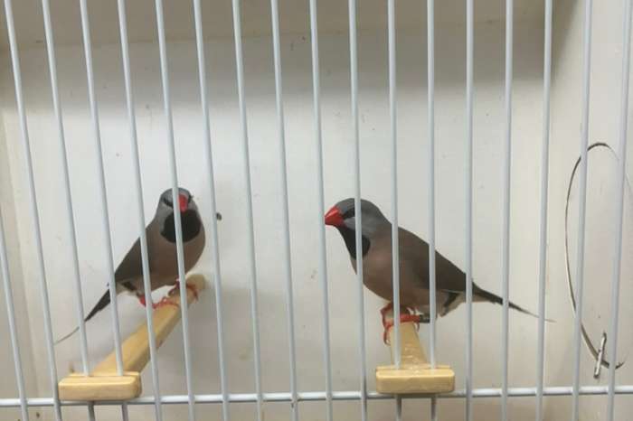vogelmarkt kweeklust voorthuizen