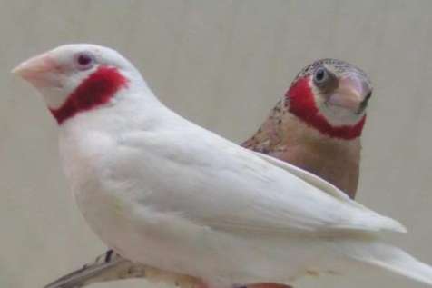 bandvink ino