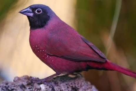 wijn rood vuurvink (lagonosticta larvata)