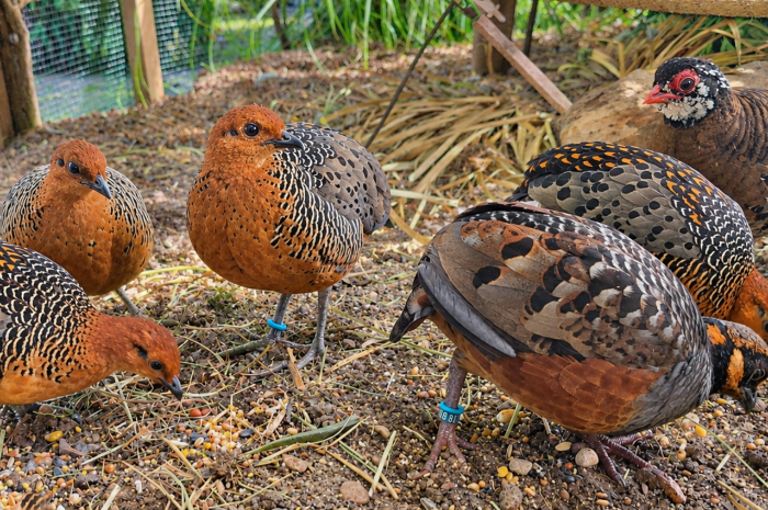 6-6 caloperdix oculeus ferruginous partridge arborophila