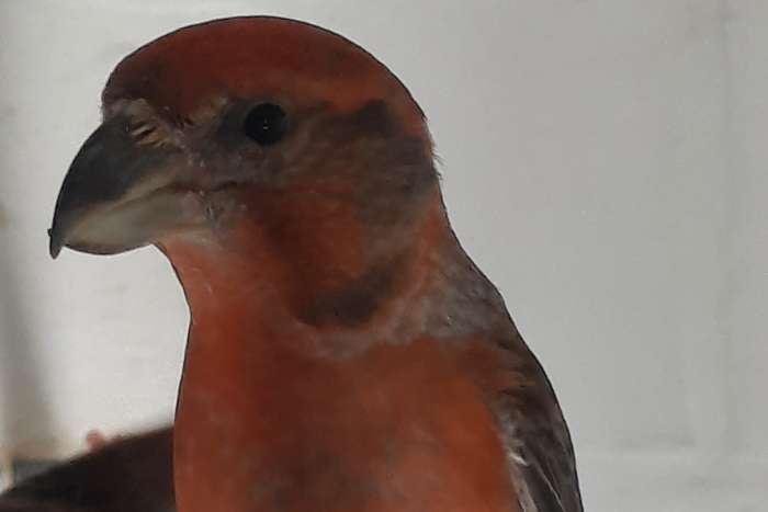 grote kruisbekken