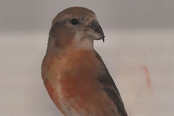 grote kruisbekken