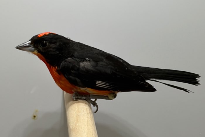 overjarige man purper kroonvink