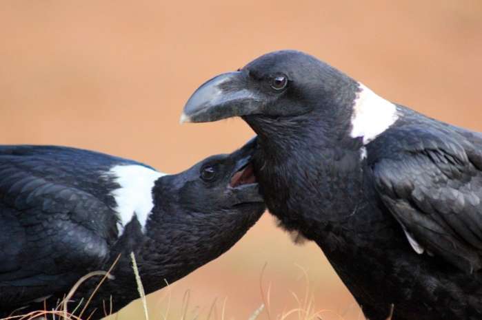 ara chloropterus echange corvus albus and corvus albicollis