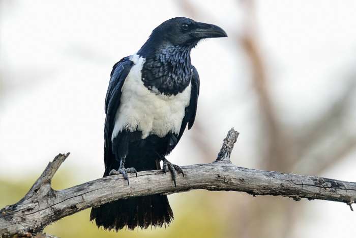 ara chloropterus echange corvus albus and corvus albicollis