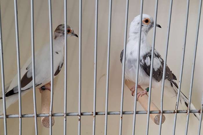 te koop 1 koppel blauwegrondduiven