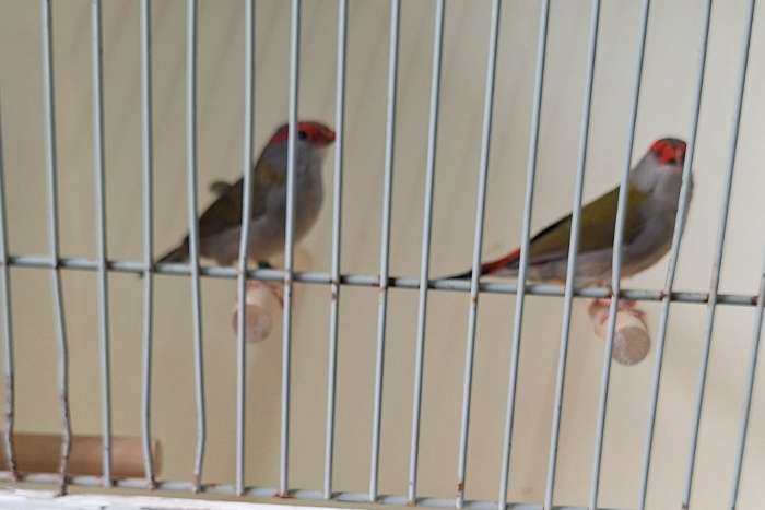 te koop natuurbroed dornastrildes