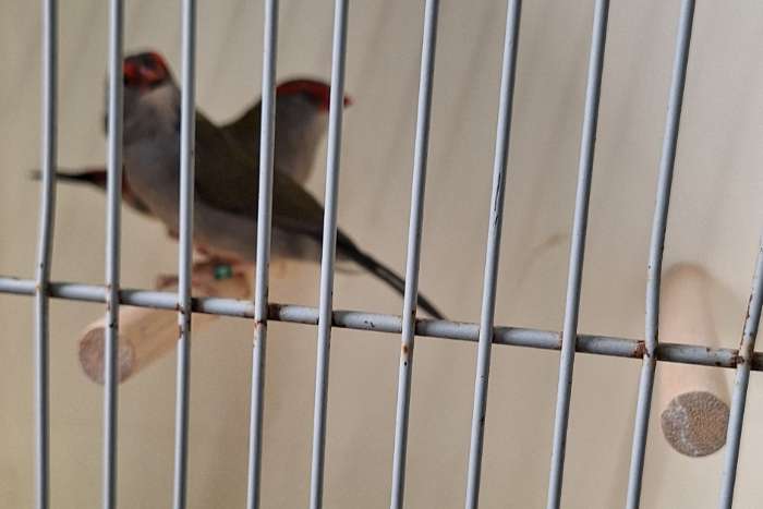 te koop natuurbroed dornastrildes