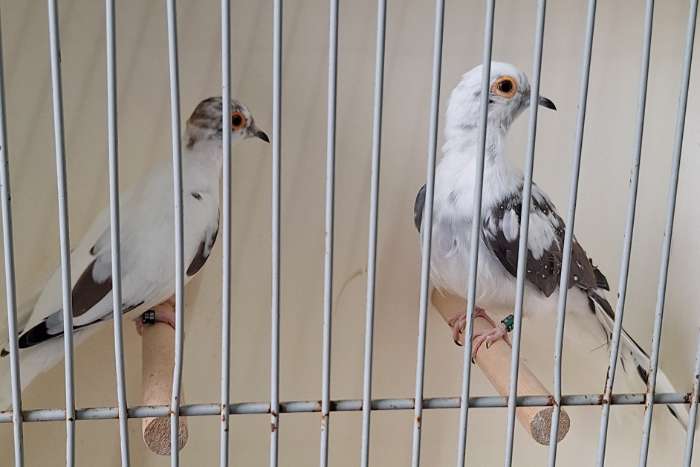 te koop natuurbroed dornastrildes